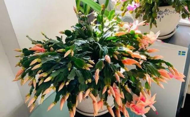 养5种花，一定不要浇水太勤，否则太容易烂根