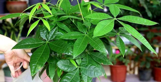 养5种花，一定不要浇水太勤，否则太容易烂根