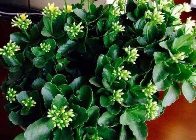 养5种花，一定不要浇水太勤，否则太容易烂根