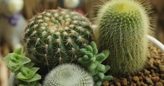 养5种花，一定不要浇水太勤，否则太容易烂根