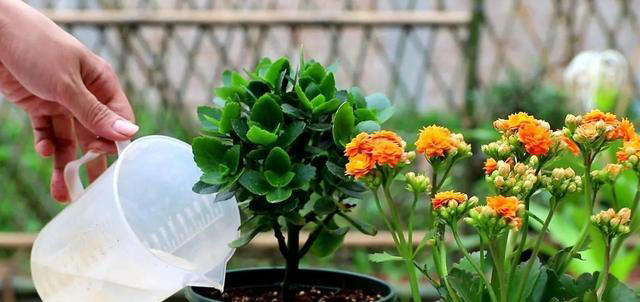 养5种花，一定不要浇水太勤，否则太容易烂根