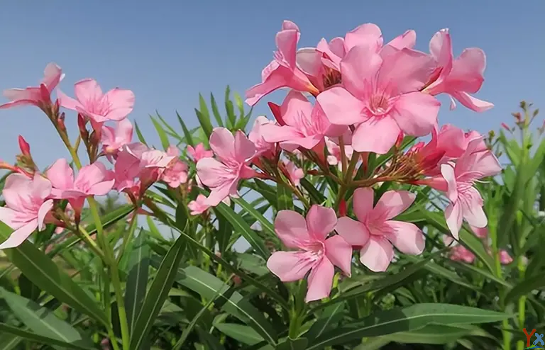 50种生活中常见的有毒植物，各有什么毒，避免小孩误食，记得收藏