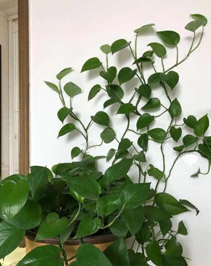 办公桌绿植指南：5种适合上班族的桌面“小清新”