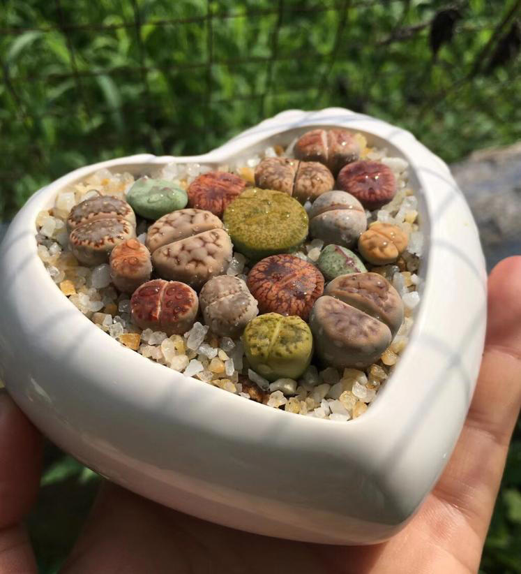 办公桌绿植指南：5种适合上班族的桌面“小清新”