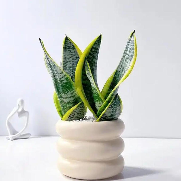 办公桌绿植指南：5种适合上班族的桌面“小清新”