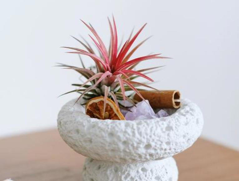 办公桌绿植指南：5种适合上班族的桌面“小清新”