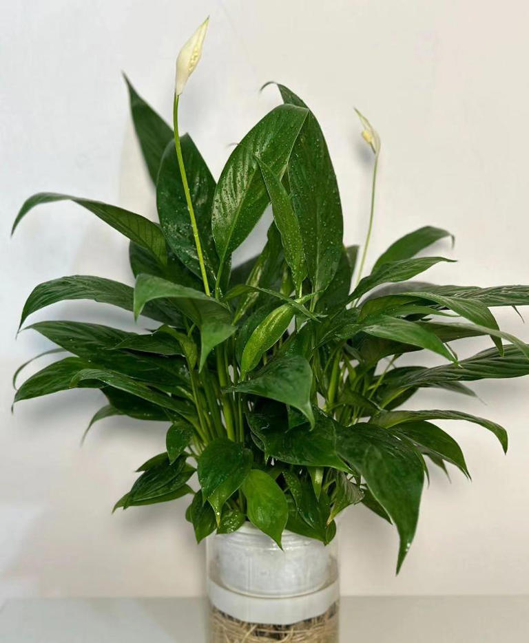 办公桌绿植指南：5种适合上班族的桌面“小清新”