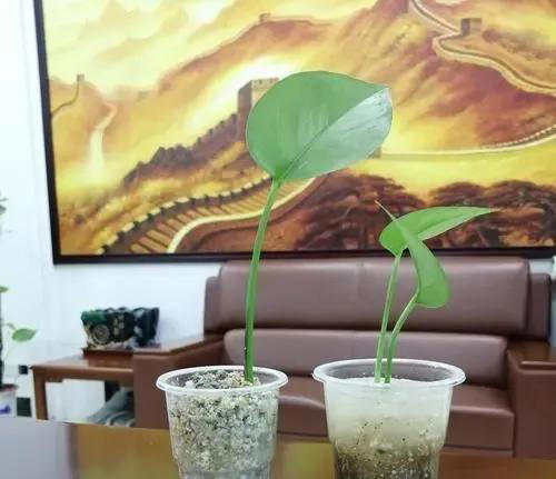 才知道，零食袋中的“干燥剂”，原来这么值钱！以后再别扔了