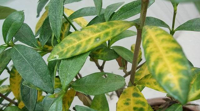 植物叶片发黄不要慌！这是缺肥还是其他原因呢？解决方法在这里！