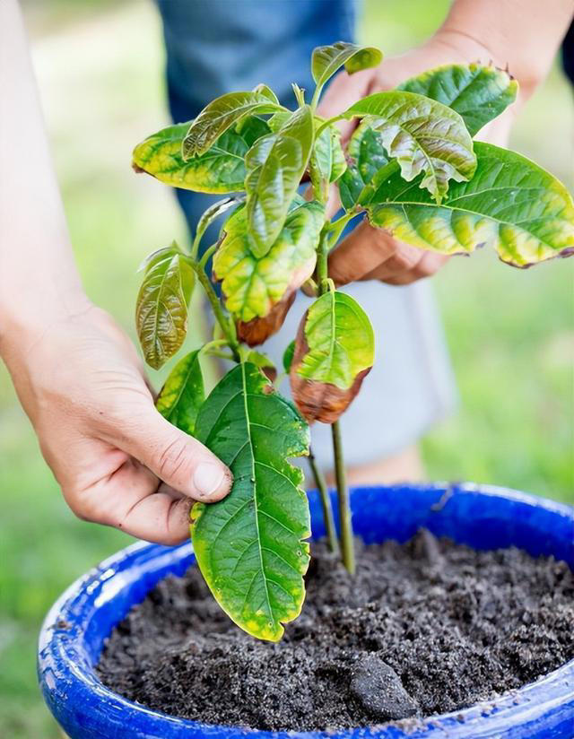 植物叶片发黄不要慌！这是缺肥还是其他原因呢？解决方法在这里！
