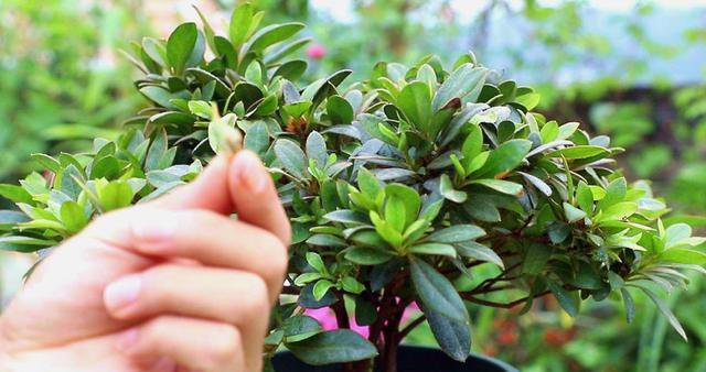 植物叶片发黄不要慌！这是缺肥还是其他原因呢？解决方法在这里！