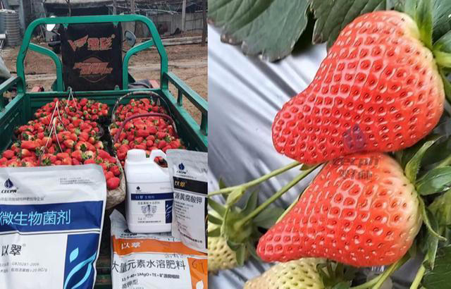 植物叶片发黄不要慌！这是缺肥还是其他原因呢？解决方法在这里！