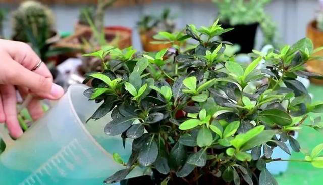 植物叶片发黄不要慌！这是缺肥还是其他原因呢？解决方法在这里！