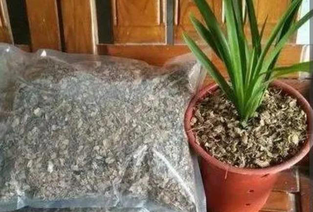 家里这几样东西，常被当作废物丢掉，其实都是养花“宝贝”