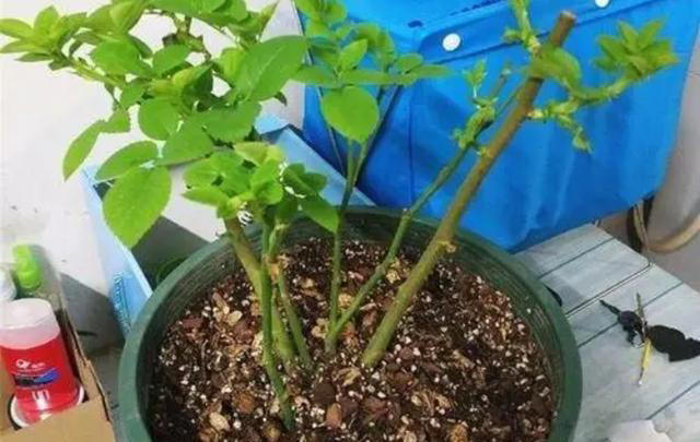 家里这几样东西，常被当作废物丢掉，其实都是养花“宝贝”