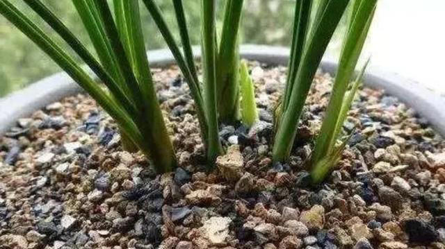 家里这几样东西，常被当作废物丢掉，其实都是养花“宝贝”