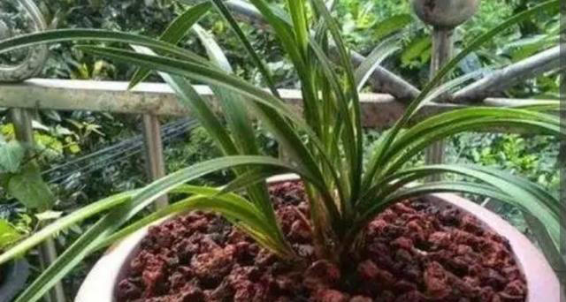 家里这几样东西，常被当作废物丢掉，其实都是养花“宝贝”