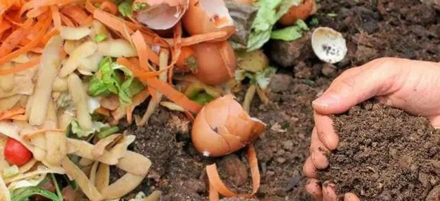 家里这几样东西，常被当作废物丢掉，其实都是养花“宝贝”