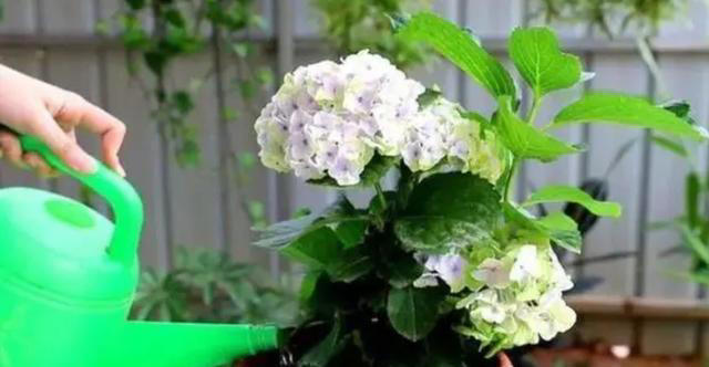 家里这几样东西，常被当作废物丢掉，其实都是养花“宝贝”