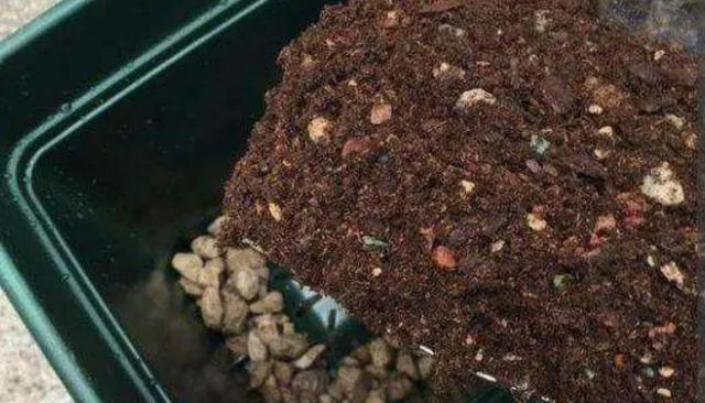 家里这几样东西，常被当作废物丢掉，其实都是养花“宝贝”