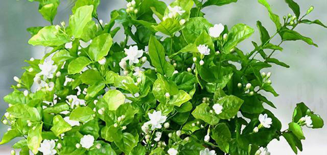 5种花养家里，皮实漂亮好养，香味促进睡眠，令人睡得香身心愉快