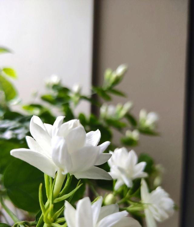 5种花养家里，皮实漂亮好养，香味促进睡眠，令人睡得香身心愉快