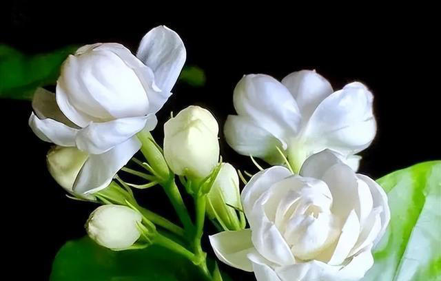 5种花养家里，皮实漂亮好养，香味促进睡眠，令人睡得香身心愉快