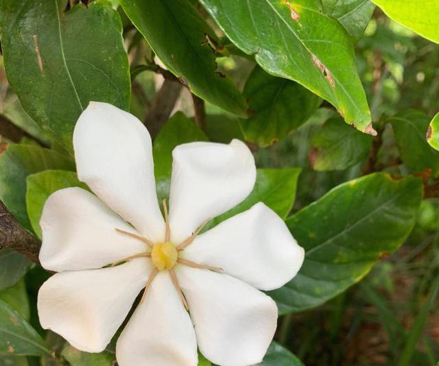 5种花养家里，皮实漂亮好养，香味促进睡眠，令人睡得香身心愉快