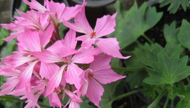 5种花养家里，皮实漂亮好养，香味促进睡眠，令人睡得香身心愉快