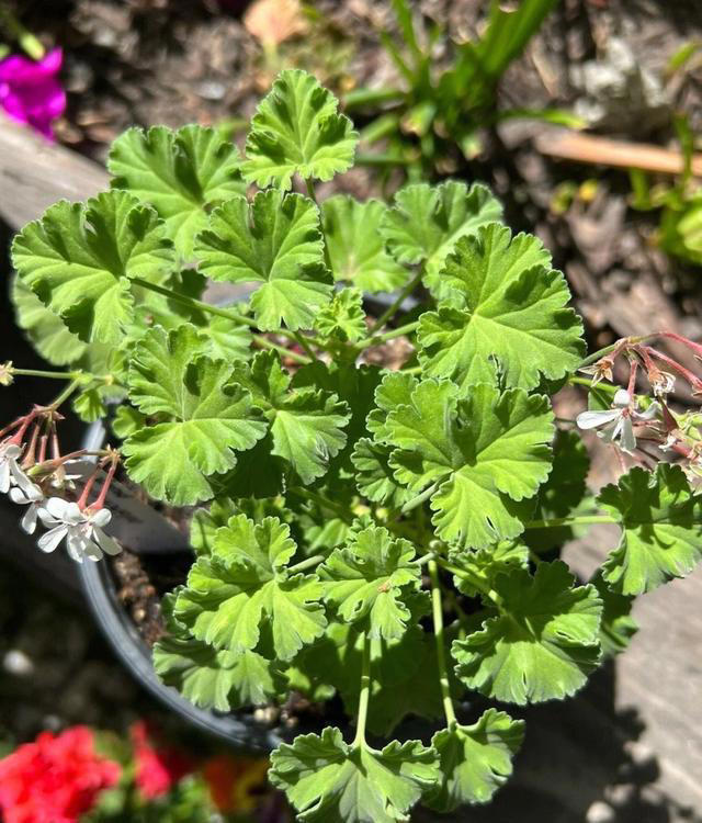 5种花养家里，皮实漂亮好养，香味促进睡眠，令人睡得香身心愉快