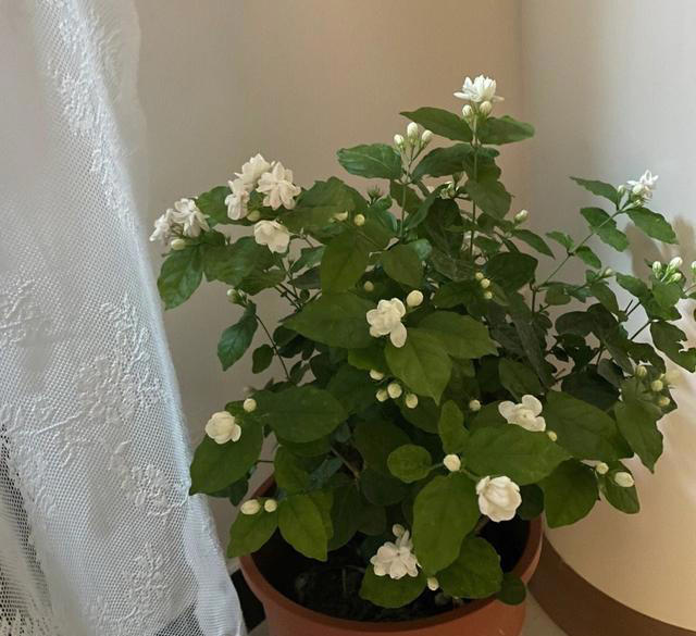 5种花养家里，皮实漂亮好养，香味促进睡眠，令人睡得香身心愉快