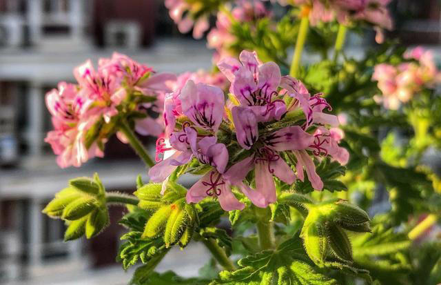 5种花养家里，皮实漂亮好养，香味促进睡眠，令人睡得香身心愉快