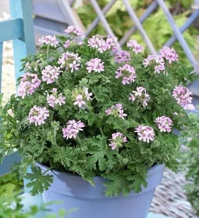 5种花养家里，皮实漂亮好养，香味促进睡眠，令人睡得香身心愉快