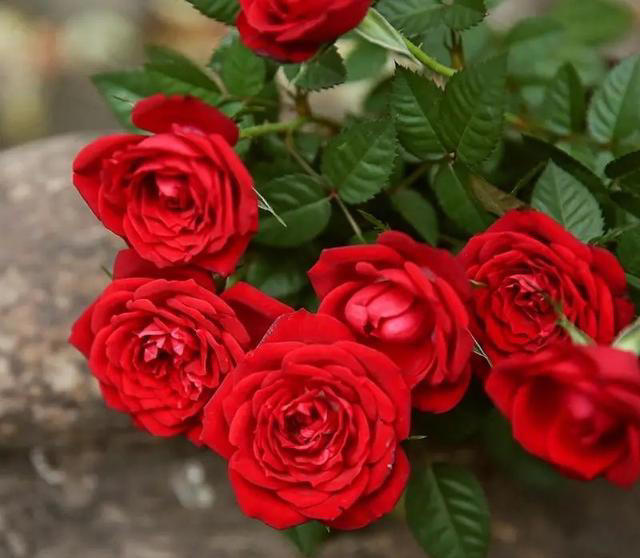 5种花养家里，皮实漂亮好养，香味促进睡眠，令人睡得香身心愉快