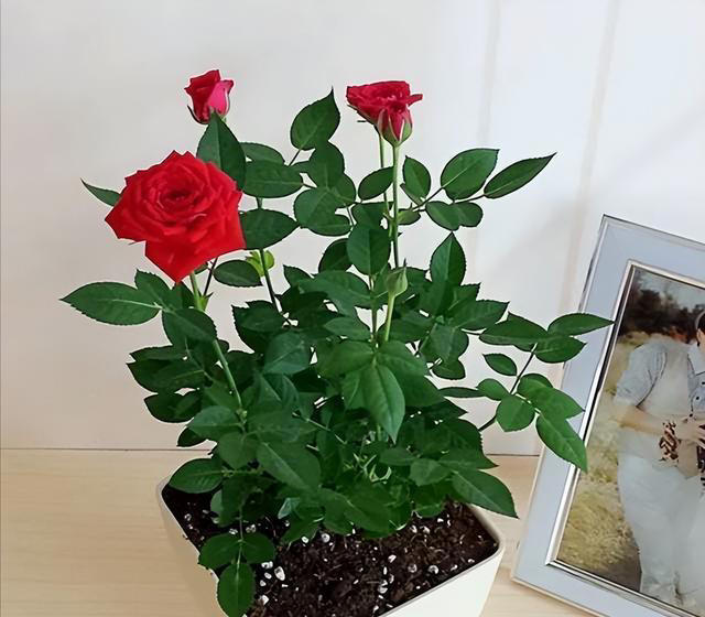 5种花养家里，皮实漂亮好养，香味促进睡眠，令人睡得香身心愉快