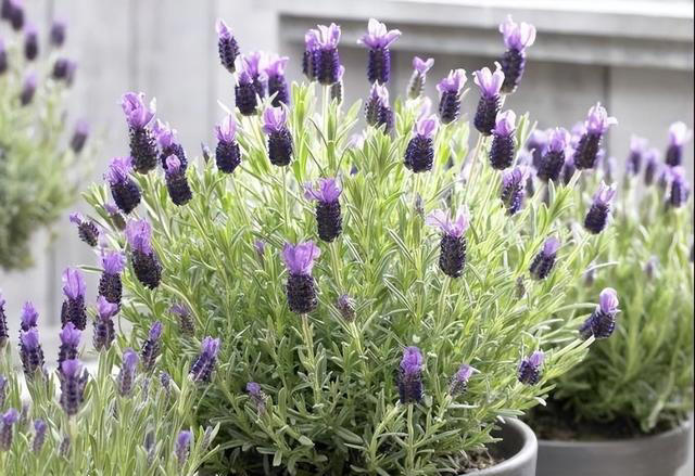 5种花养家里，皮实漂亮好养，香味促进睡眠，令人睡得香身心愉快