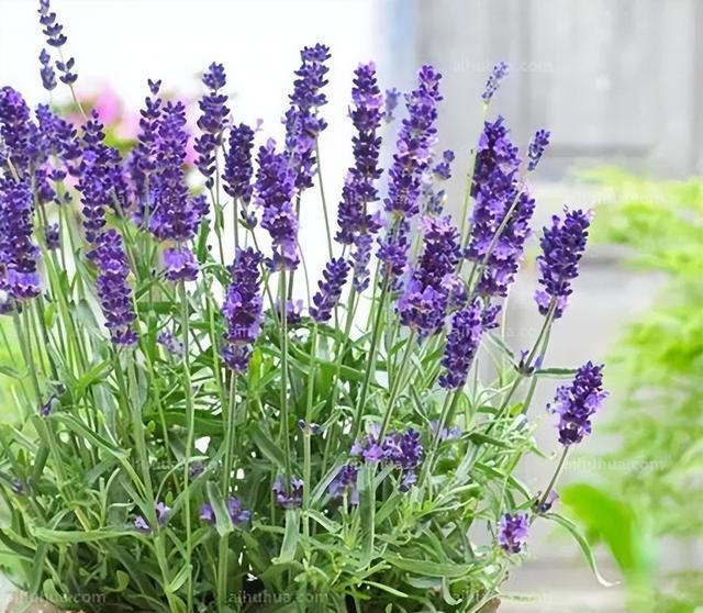 5种花养家里，皮实漂亮好养，香味促进睡眠，令人睡得香身心愉快