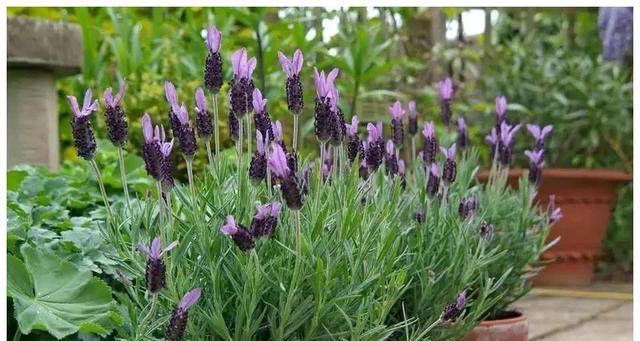 5种花养家里，皮实漂亮好养，香味促进睡眠，令人睡得香身心愉快