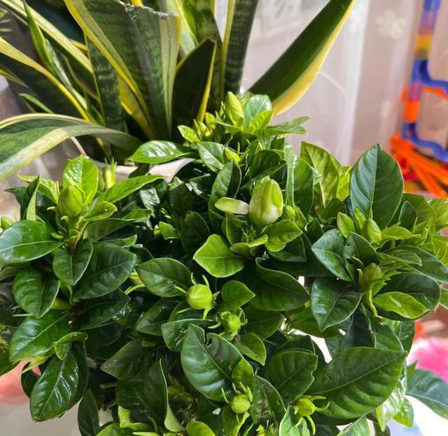 5种花养家里，皮实漂亮好养，香味促进睡眠，令人睡得香身心愉快