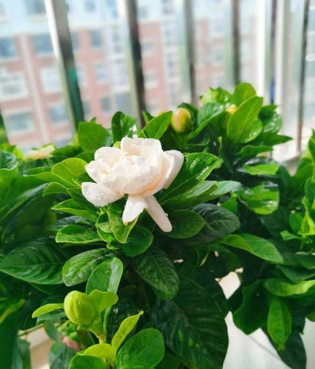 5种花养家里，皮实漂亮好养，香味促进睡眠，令人睡得香身心愉快