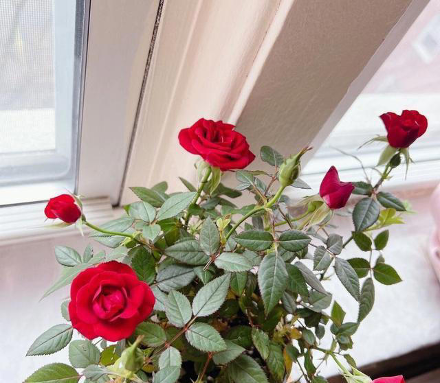 5种花养家里，皮实漂亮好养，香味促进睡眠，令人睡得香身心愉快