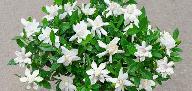 5种花养家里，皮实漂亮好养，香味促进睡眠，令人睡得香身心愉快