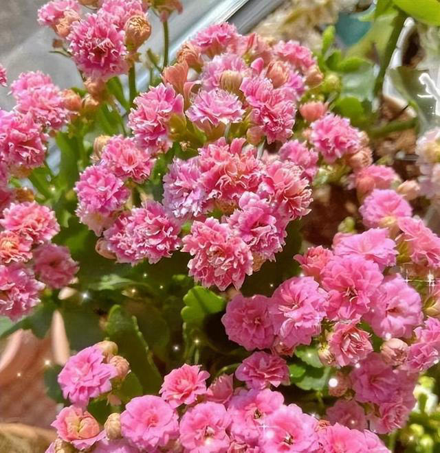 秋天养长寿花，赶紧给它剪几刀，猛长新芽冒花苞