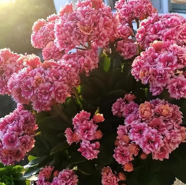 秋天养长寿花，赶紧给它剪几刀，猛长新芽冒花苞