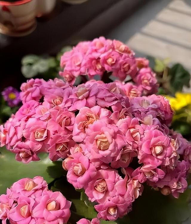秋天养长寿花，赶紧给它剪几刀，猛长新芽冒花苞