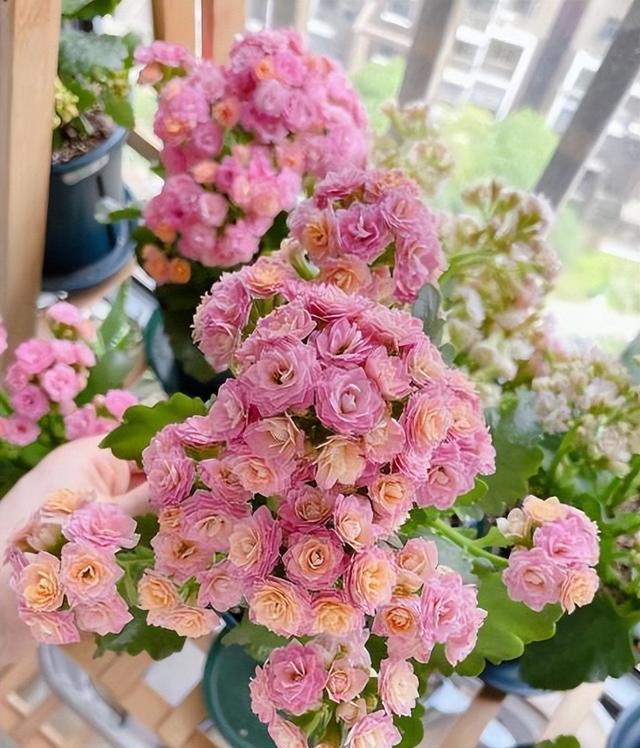 秋天养长寿花，赶紧给它剪几刀，猛长新芽冒花苞