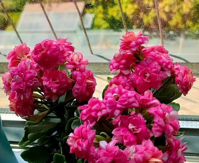 秋天养长寿花，赶紧给它剪几刀，猛长新芽冒花苞