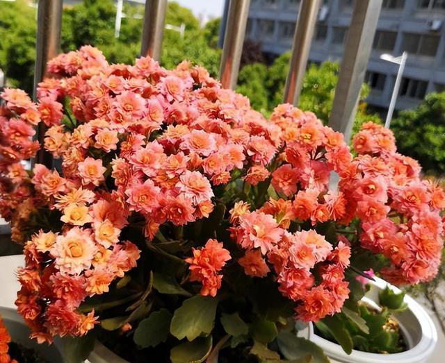 秋天养长寿花，赶紧给它剪几刀，猛长新芽冒花苞