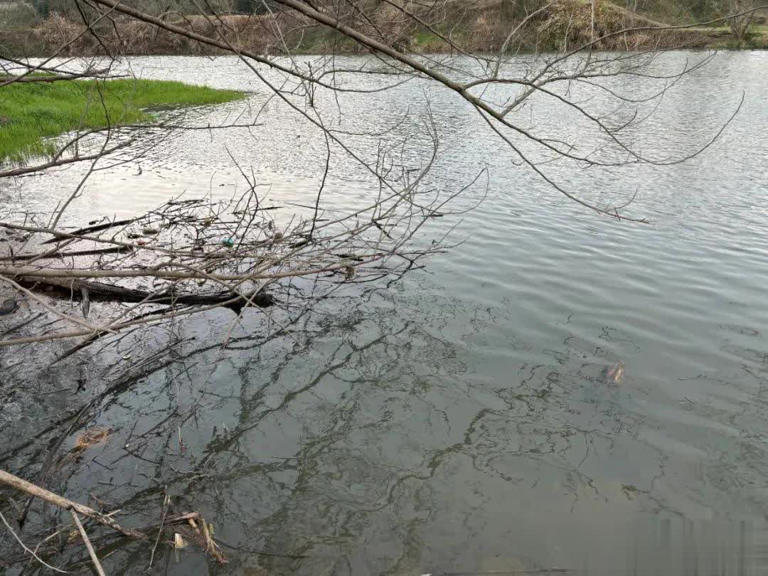 没有水草怎么钓鲫鱼？找准这几个位置就对了