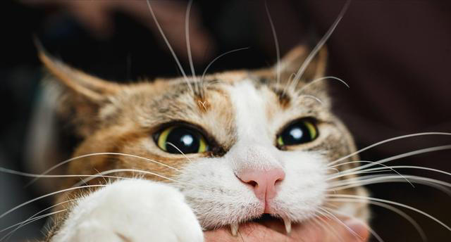 猫咪有这几种现象，说明已经被“惯坏”了，你家猫有吗？